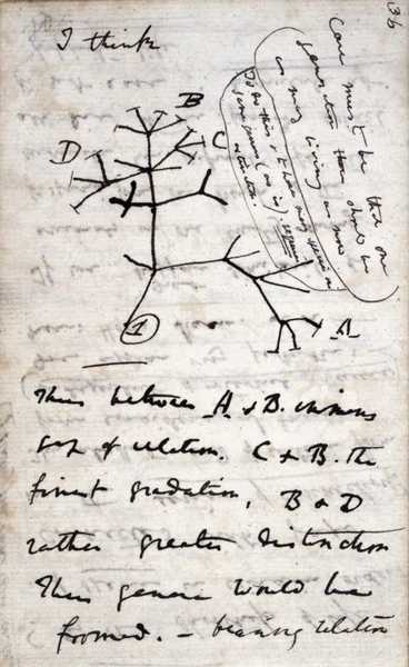 دست نوشتهٔ داروین