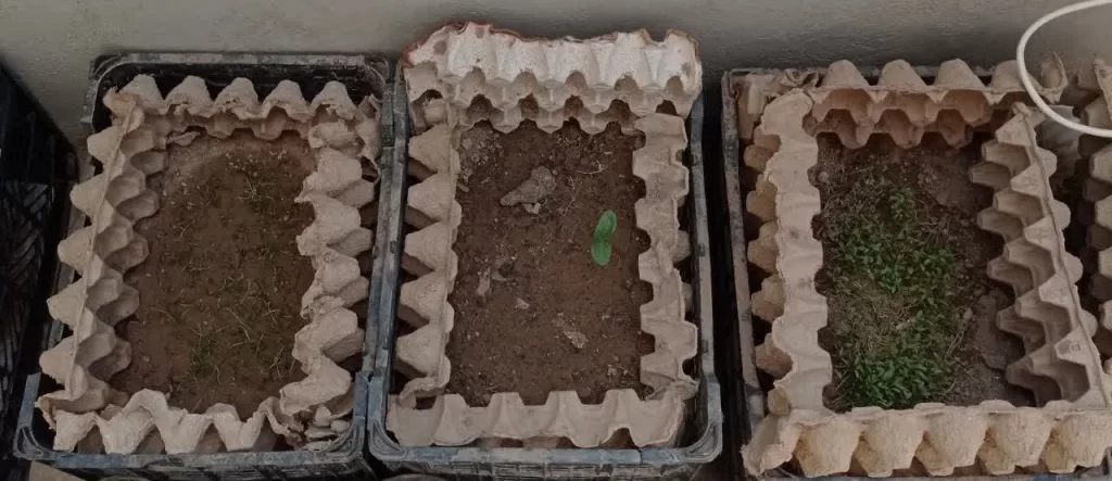 جعبه‌های گیاه با شانه تخم‌مرغ