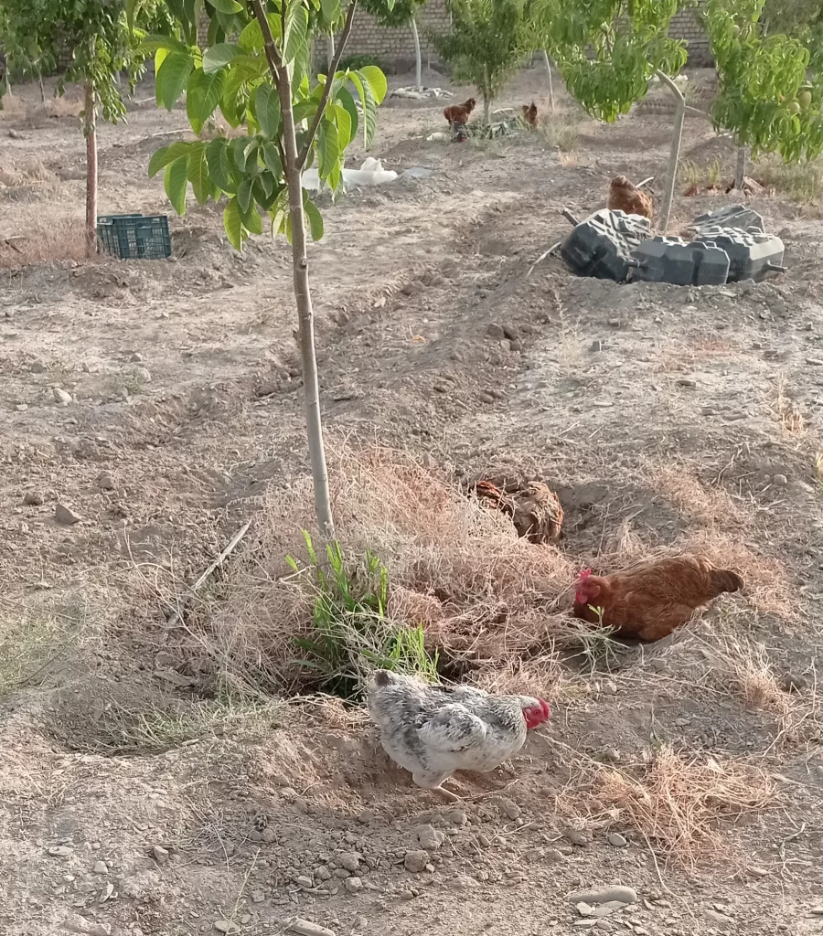 خاک‌بازی مرغ‌ها