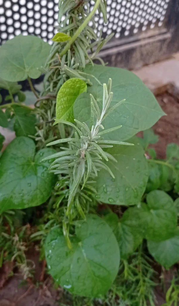 ملخ سبز در باغچه
