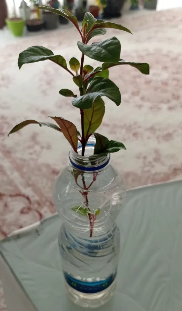 گیاه جدید