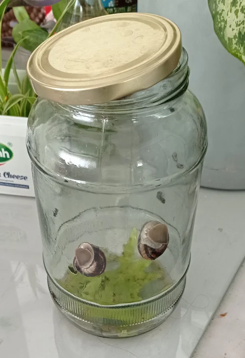 حلزون‌های زنده