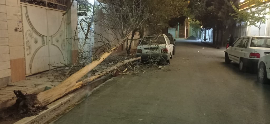 سقوط درخت روی ماشین