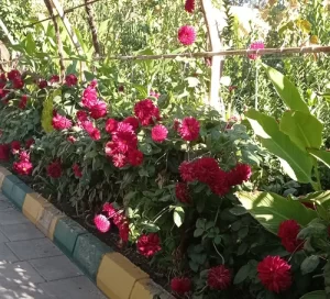 گل‌های زیبای ویلا